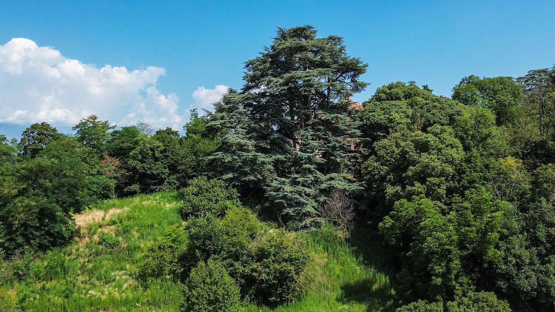 Cedro del Libano albero monumentale nel parco della Villa