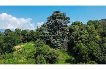 Cedro del Libano albero monumentale nel parco della Villa