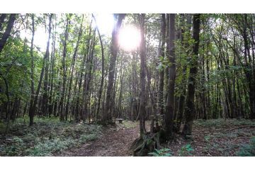 I meravigliosi e magici boschi di Montalenghe